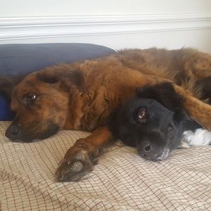 Meet your Posher, Tobe